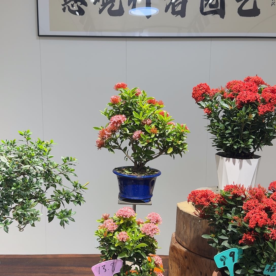 月***泉无花朵泰国龙船花（粉色/基地盆）