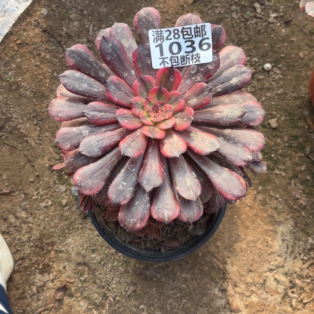 M 1036红茶多肉处理1123