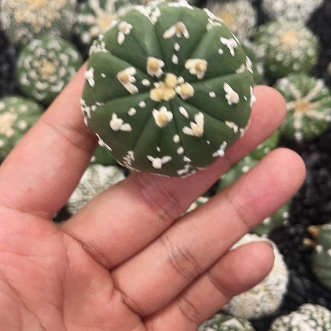 哈哈哈哈哈哈哈v兜兜兜