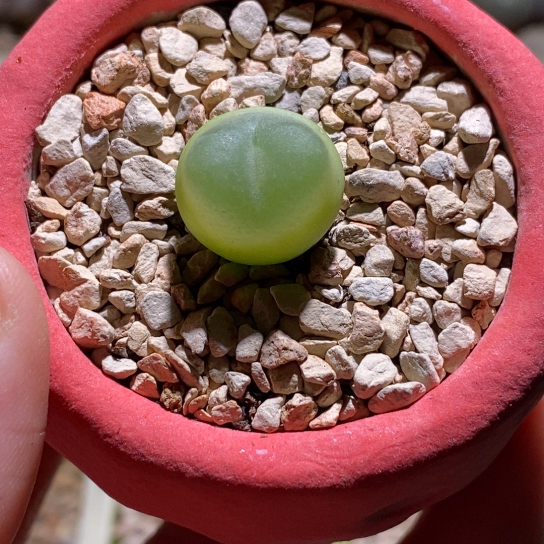 1.5登登子1.5登登子