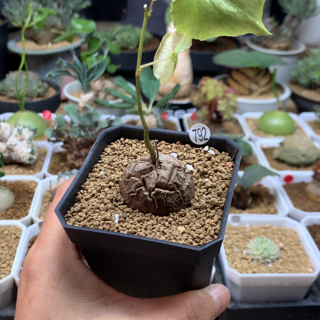 南非龟甲龙带盆福利792