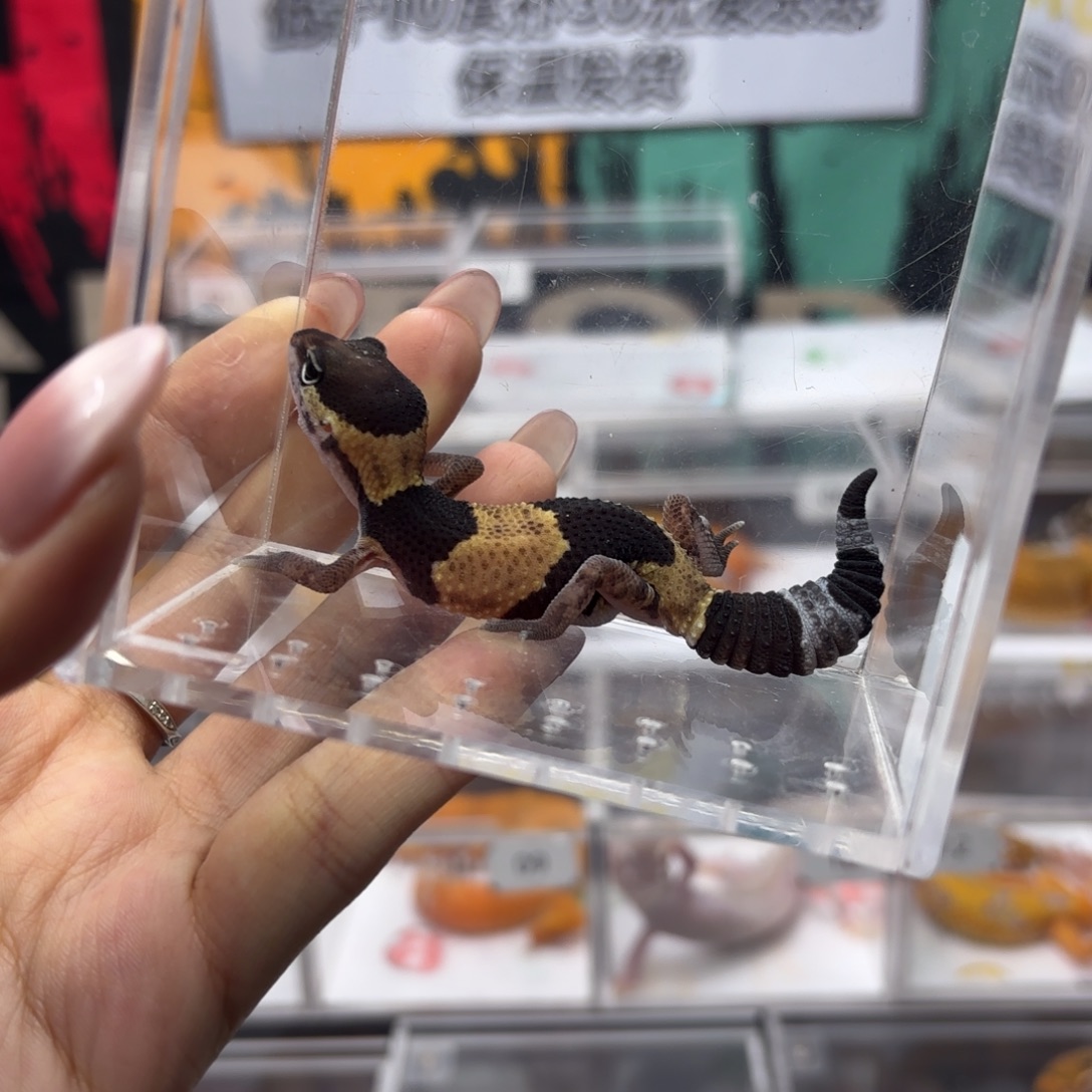 肥尾守宫原色母温 J032