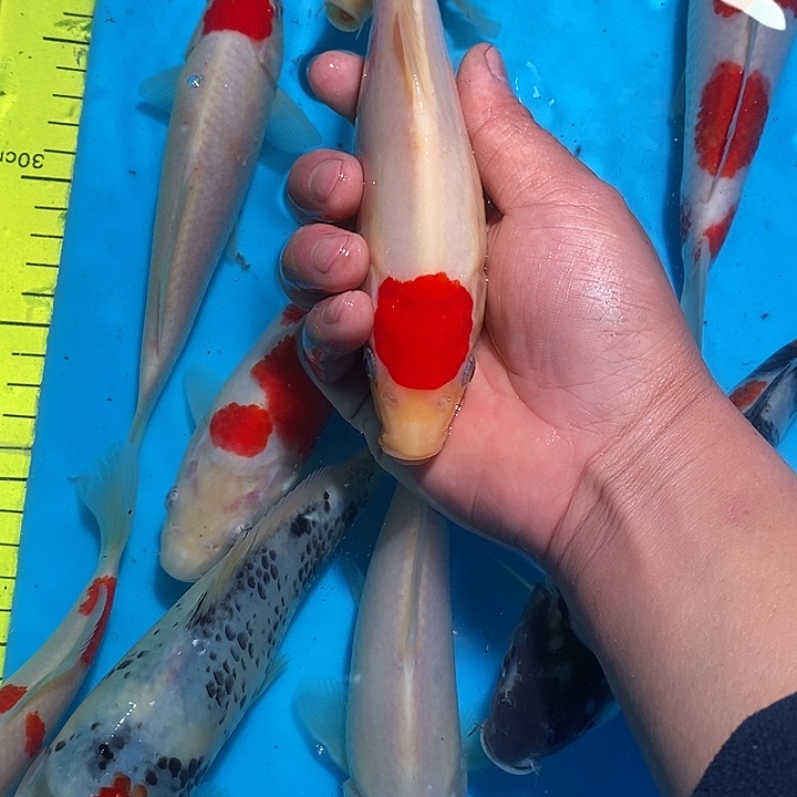 0***0锦鲤纯种血统锦鲤观赏鱼