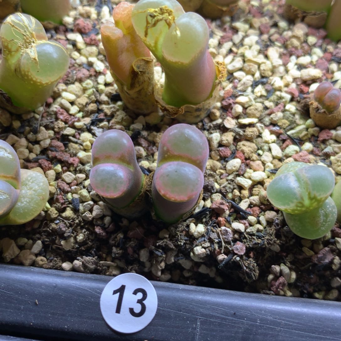 13号风铃母本一颗双头