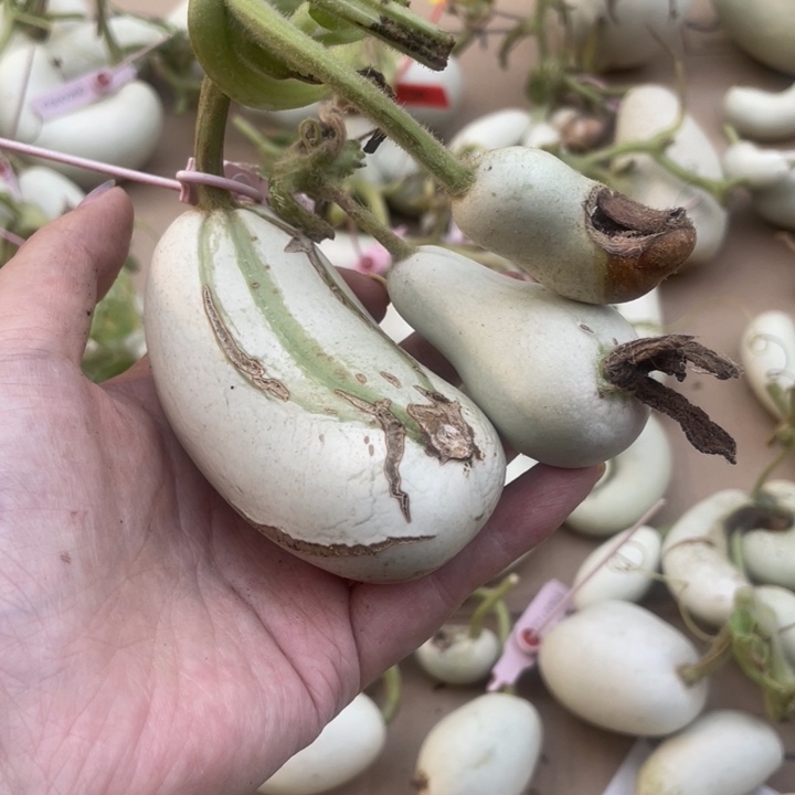 诺****?腰子天裂葫芦葫芦葫芦