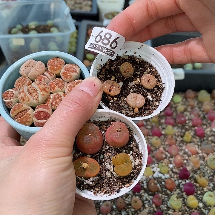 大舅生石花肉锥多肉686