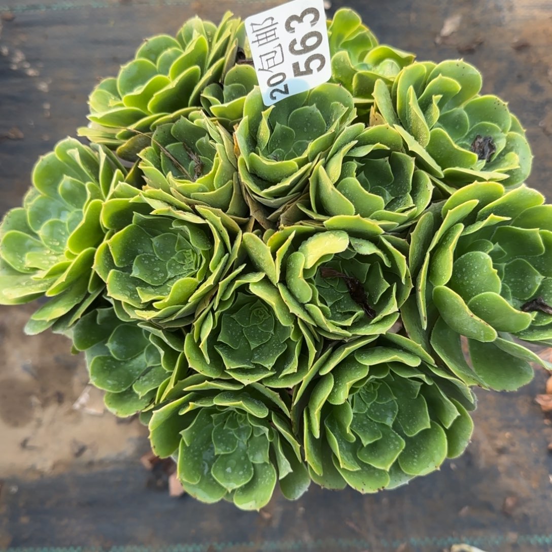 绿羊绒563满20包邮断枝不包