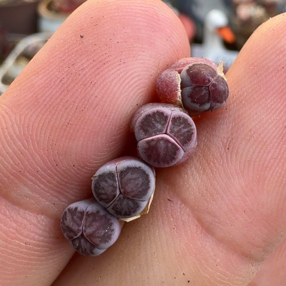 F019紫黑丝绒岛田紫菊二代