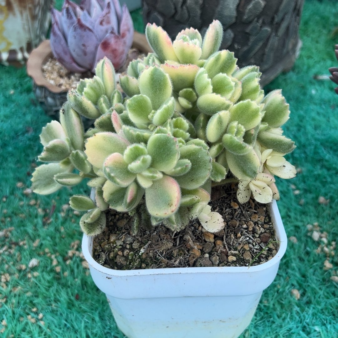 熊童子，，，，，，，，，，，，，，，，