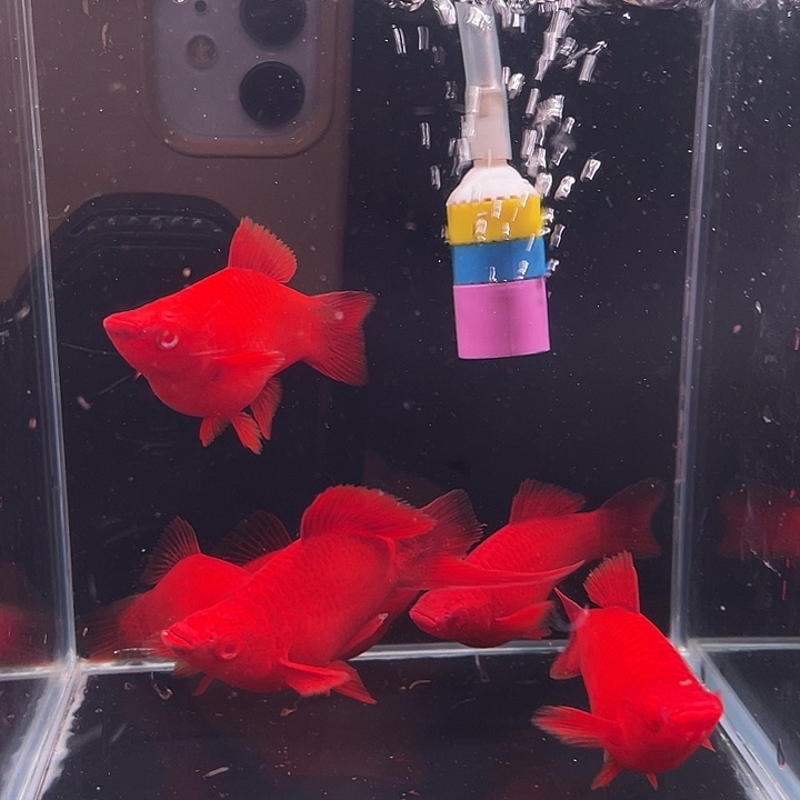 孔雀鱼精品红箭球6条
