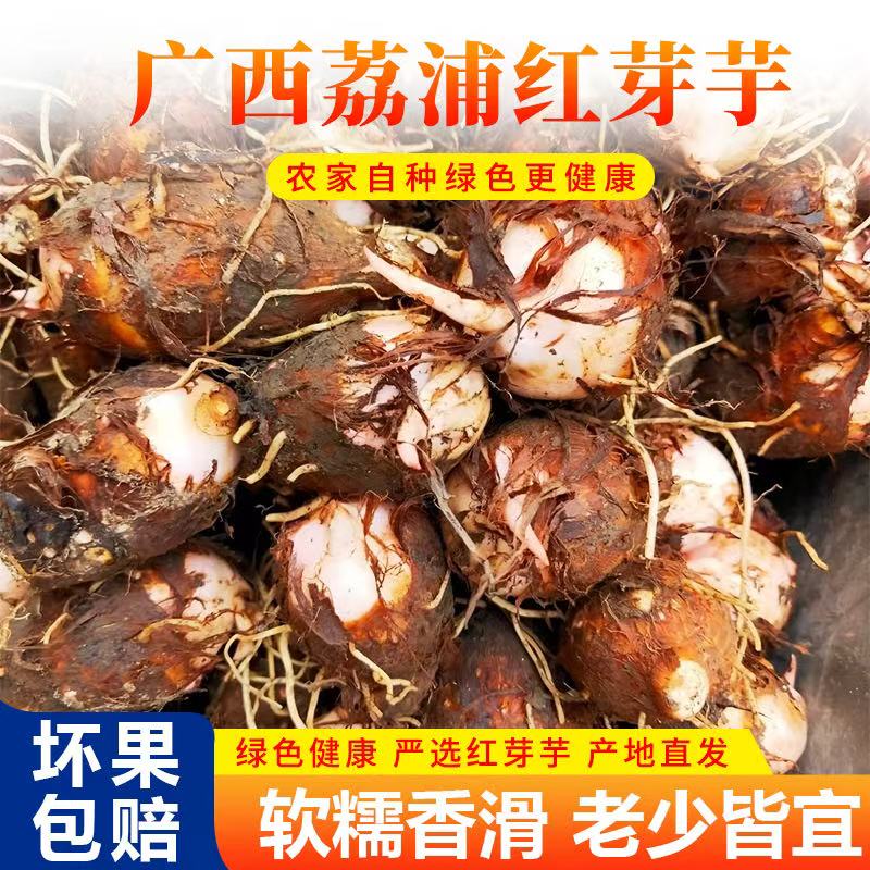 广西高山红芽芋新鲜芋头仔芋乃拉丝口感