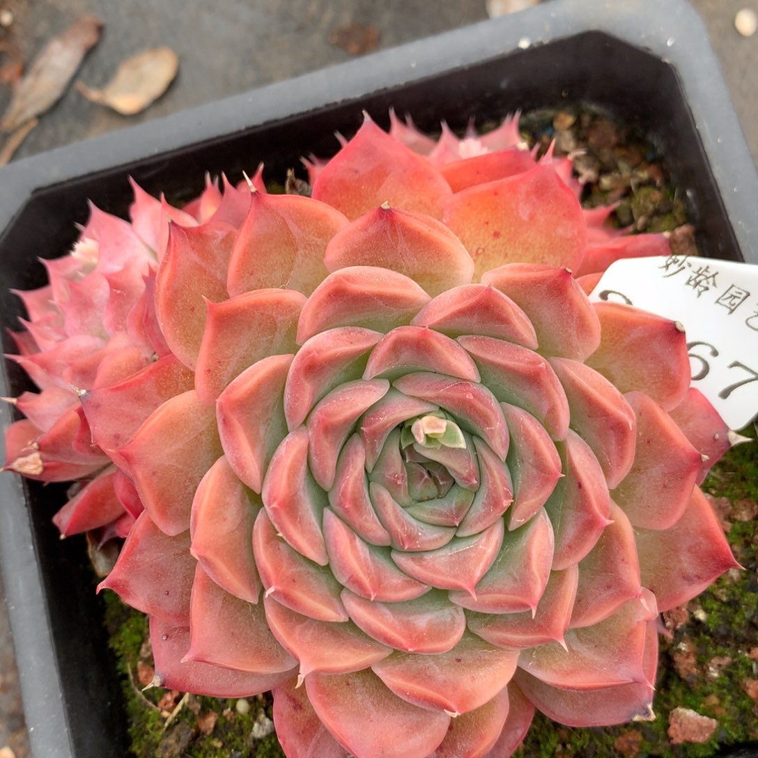 2567杂交多肉植物