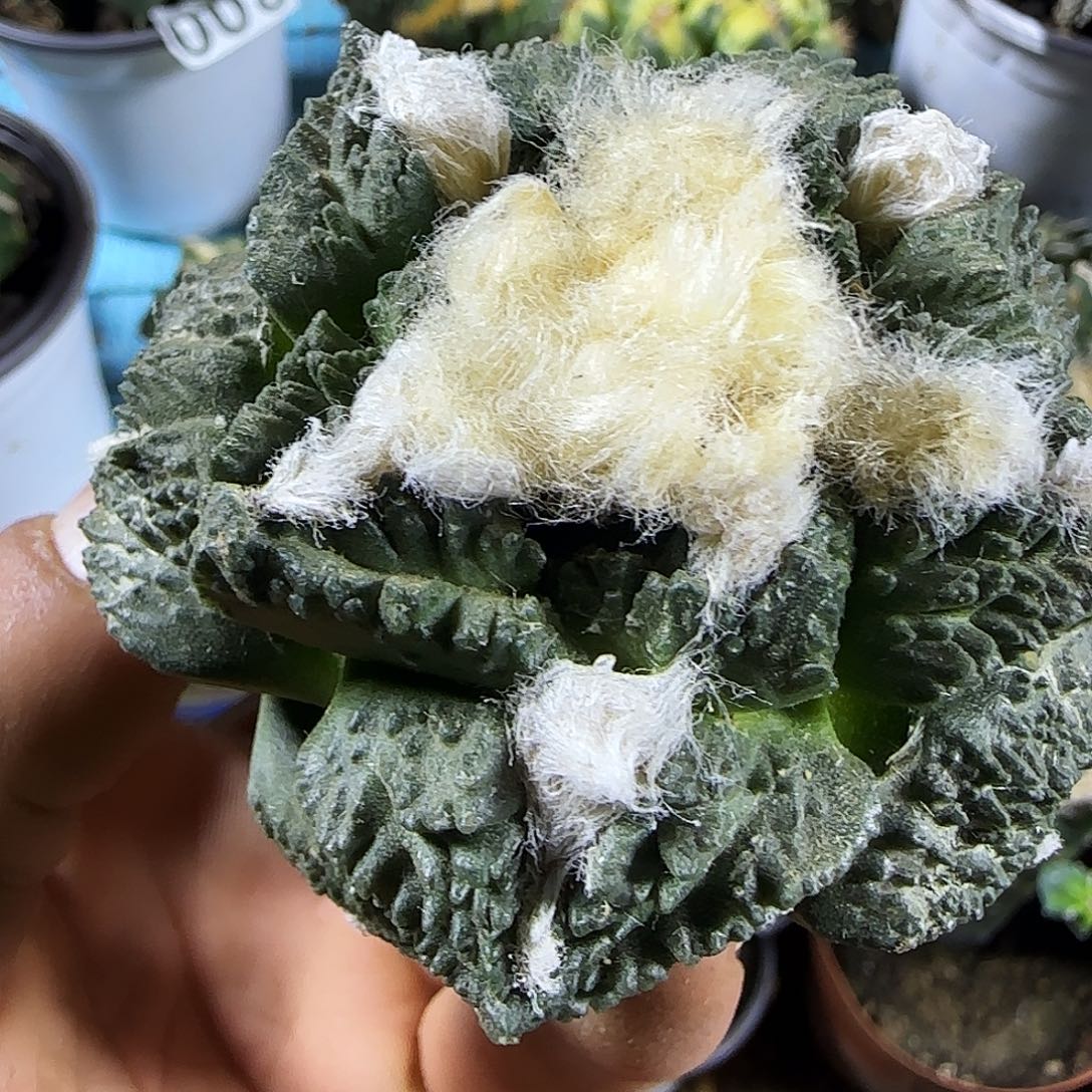 龟甲328仙人球开花