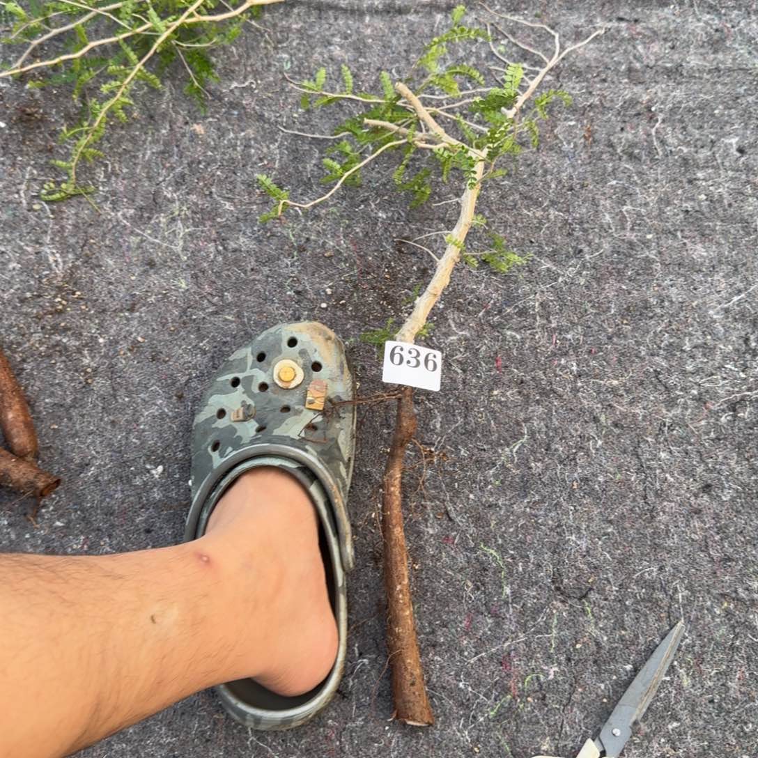 象足漆树多肉植物