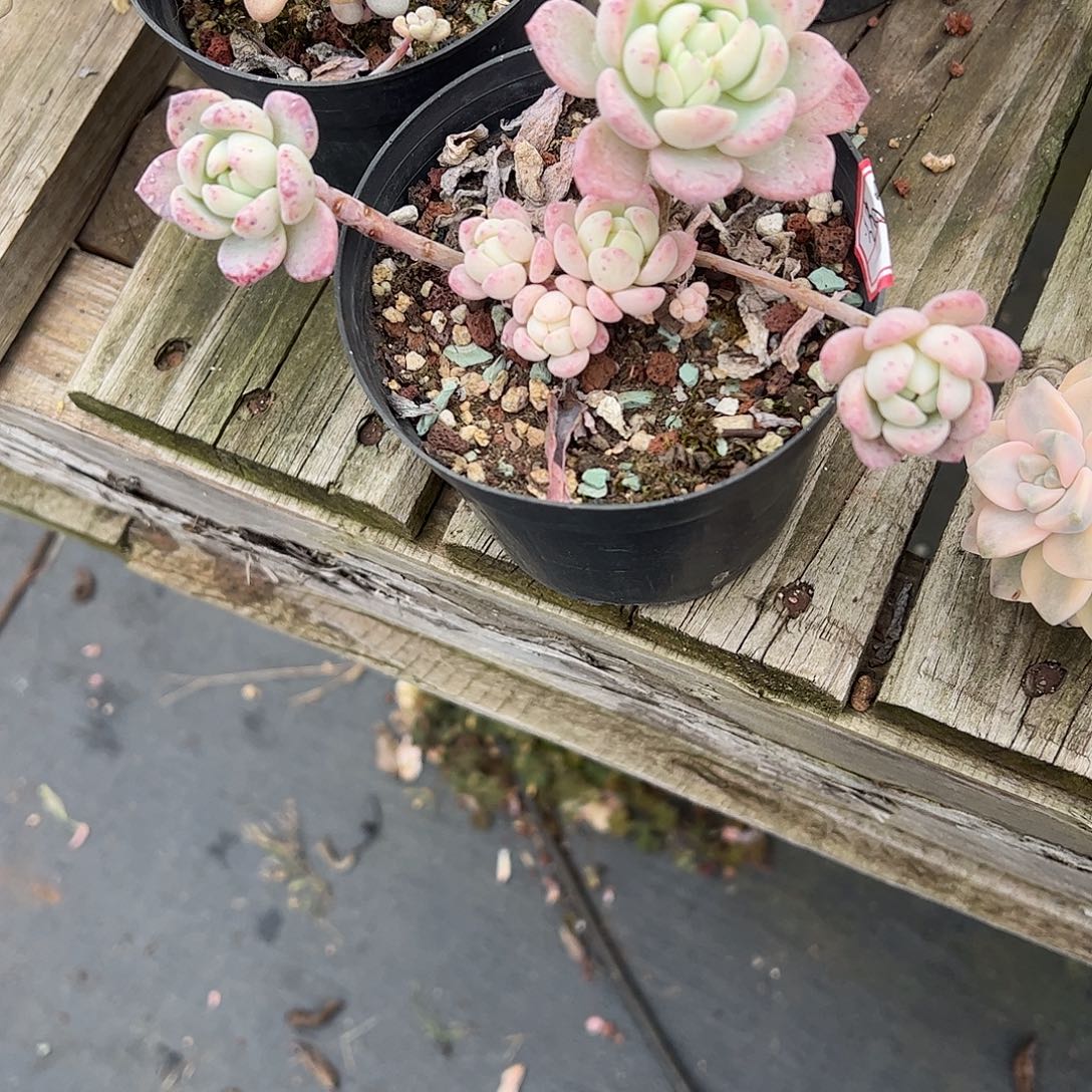 请***⁵桃多肉植物脱土发货
