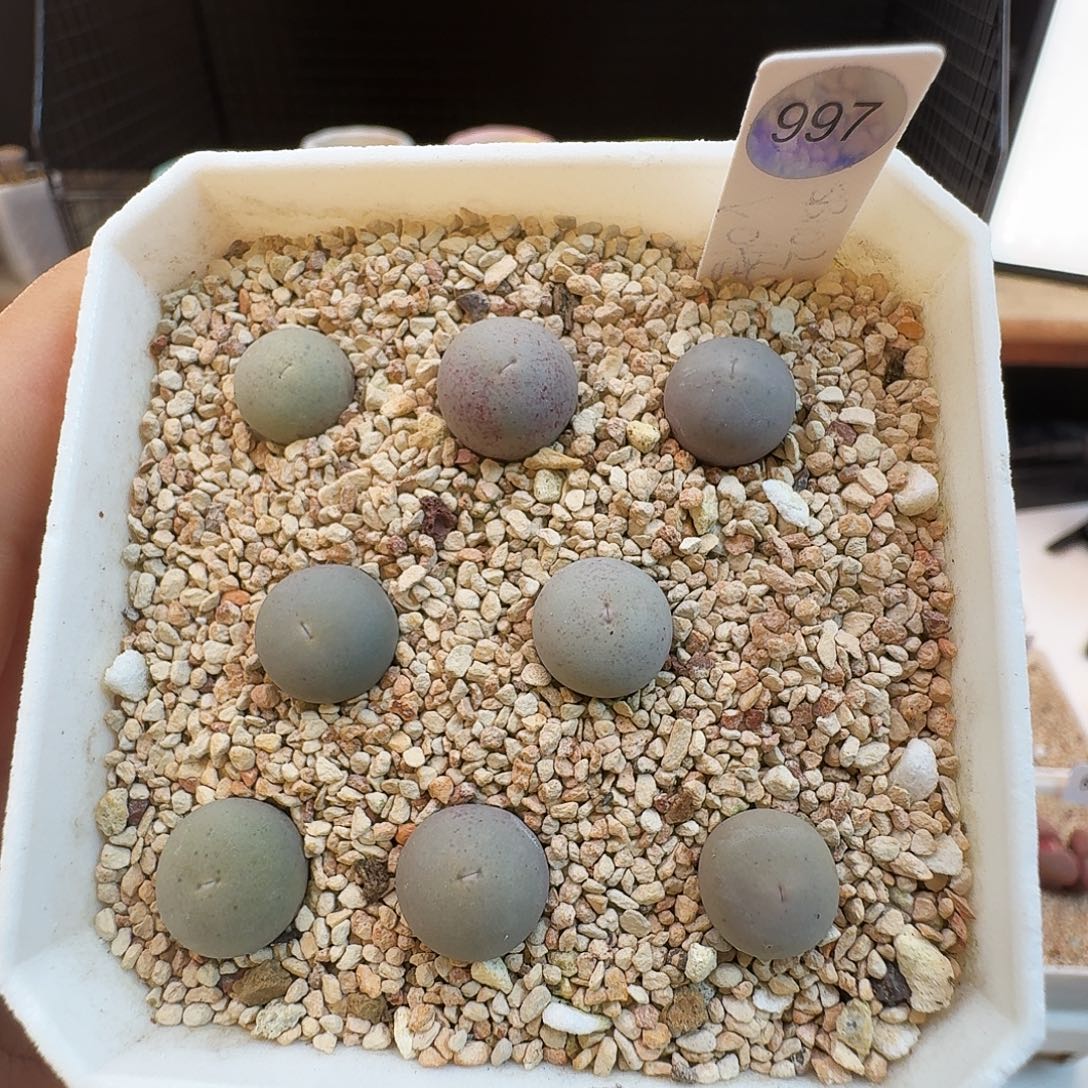 多肉植物福利肉锥任选一颗价997