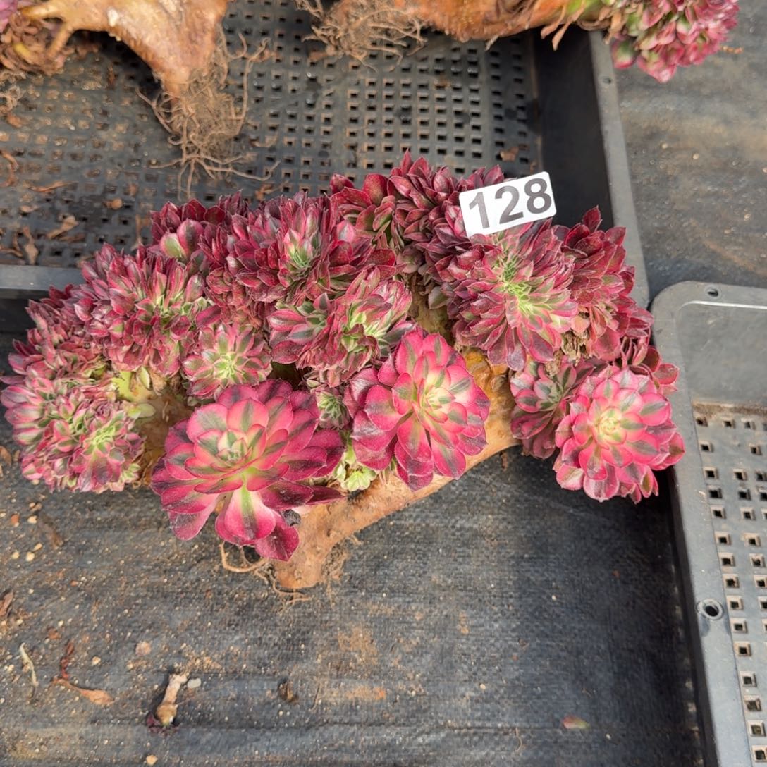 128多肉植物倾城缀