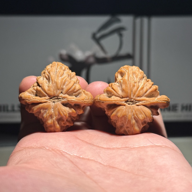 原树白蛇谷A货限量款