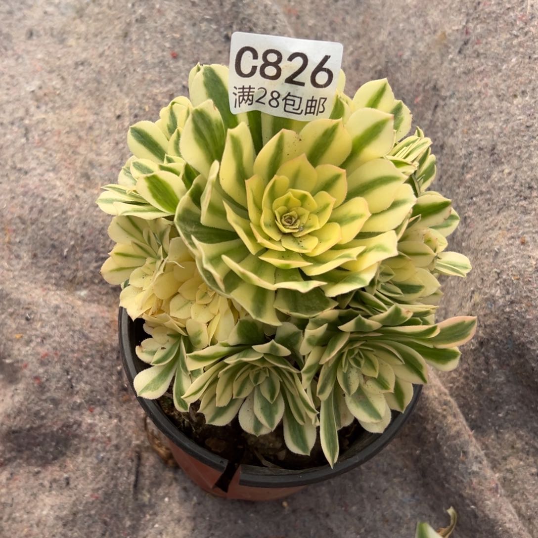 826多肉    迈巴赫    