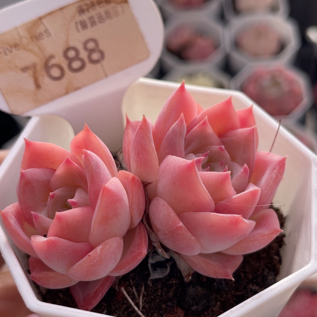 冰雪女王7688-6.0厘米