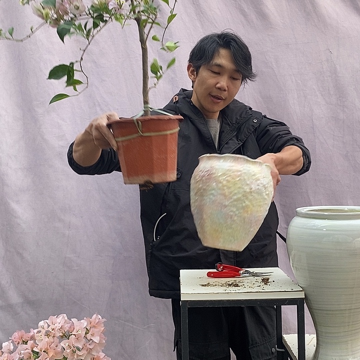 大量花朵（建议范围：8朵-15朵 或40%以上）丽娜