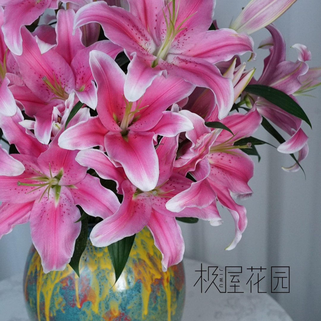 【1颗渴望14/16cm】香水百合种球粉色必种当年开花【昆明发货】