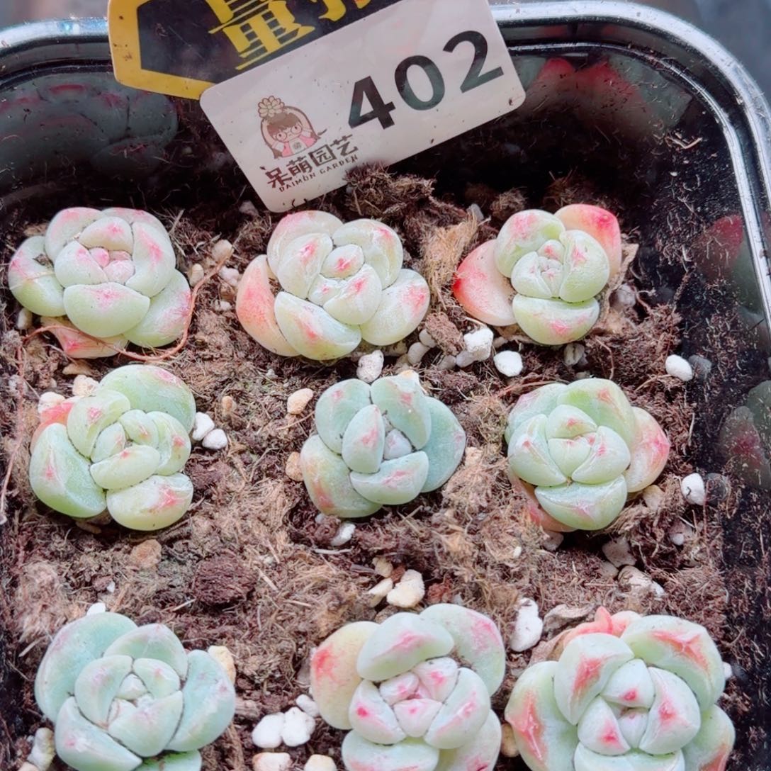 多肉植物多肉植物