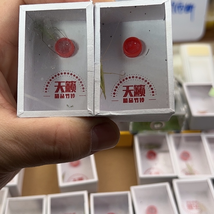 人工青竹岭精品两条