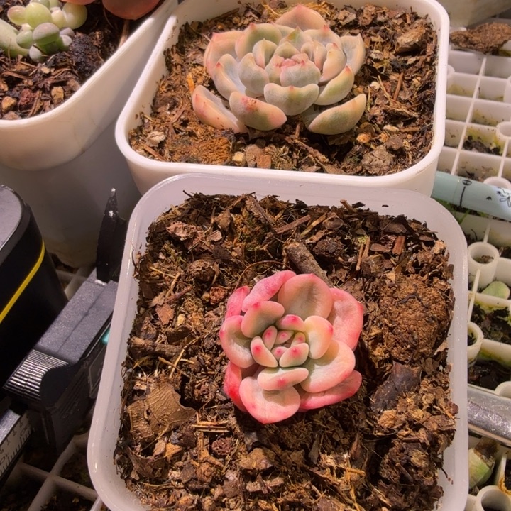 宽锦爱丽儿锦多肉植物