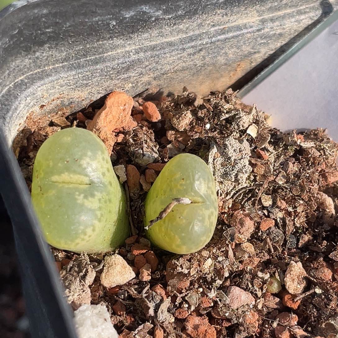 15-74流苏玉多肉植物