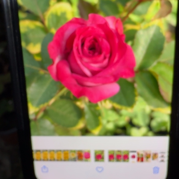 无花朵紫色拉芙小苗