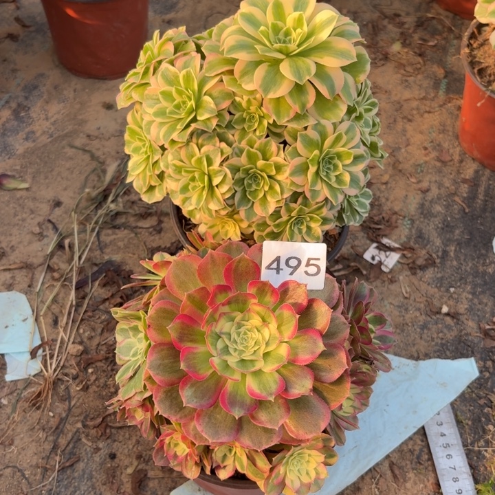 玉姿，迈巴赫多肉断枝不包495小棵