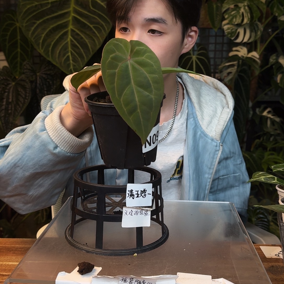 一***头不开花植物N09kos杂黑凤凰