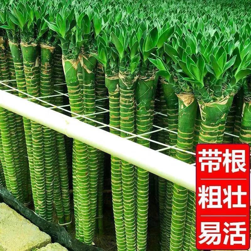龙竹水培带根植物水养盆栽绿植客厅室内好养活粗竹水培水竹富贵竹