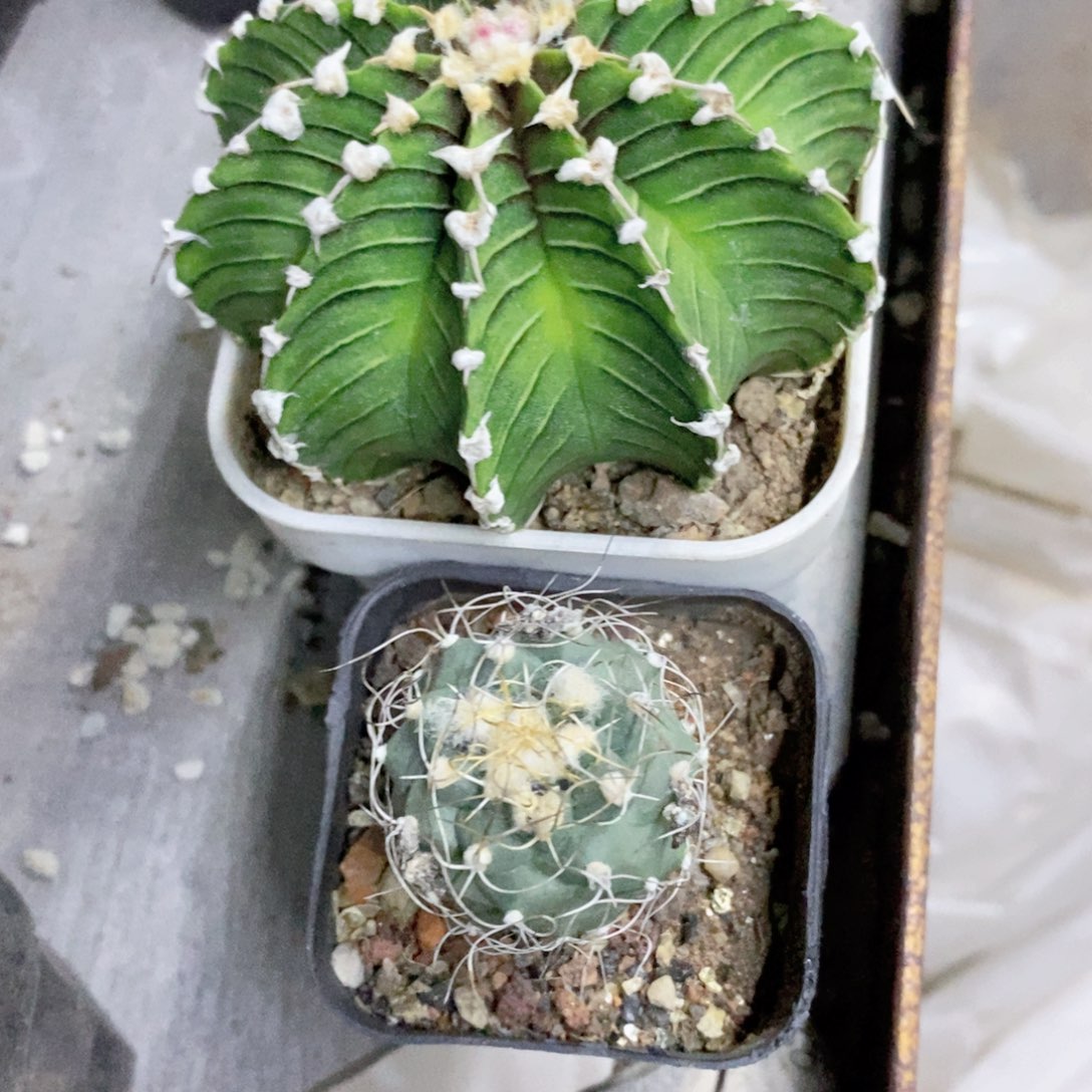 仙人球两个漂亮的