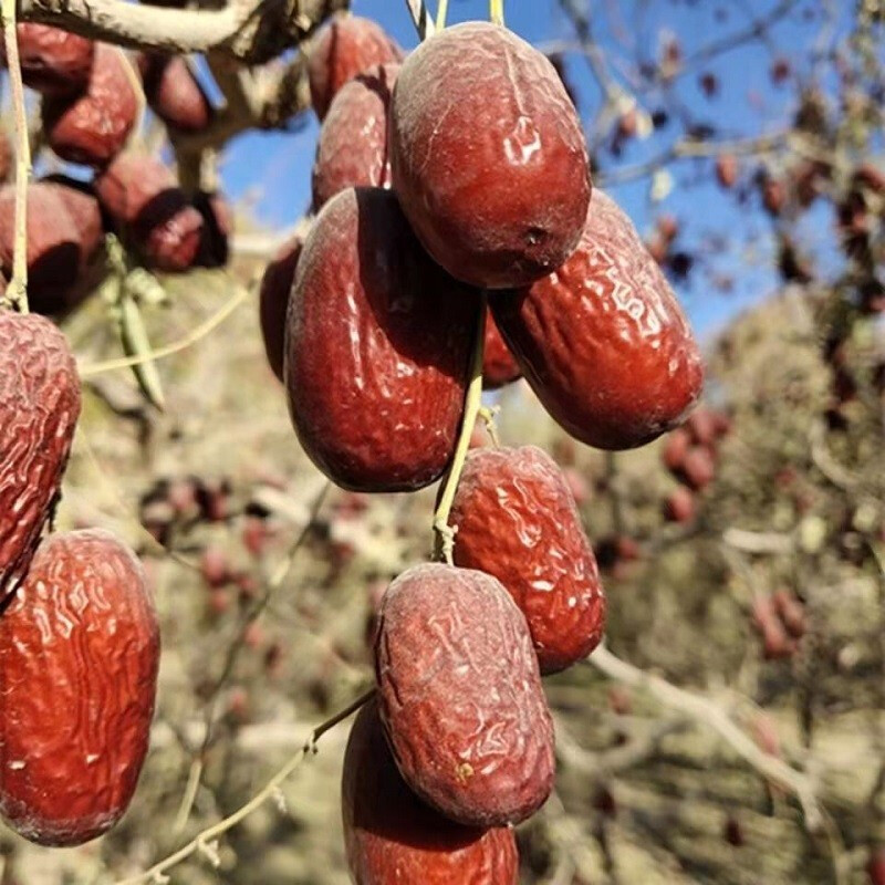 【大乐鲜果 中通快递】新疆若羌灰枣5斤装 自然吊干带灰未清洗