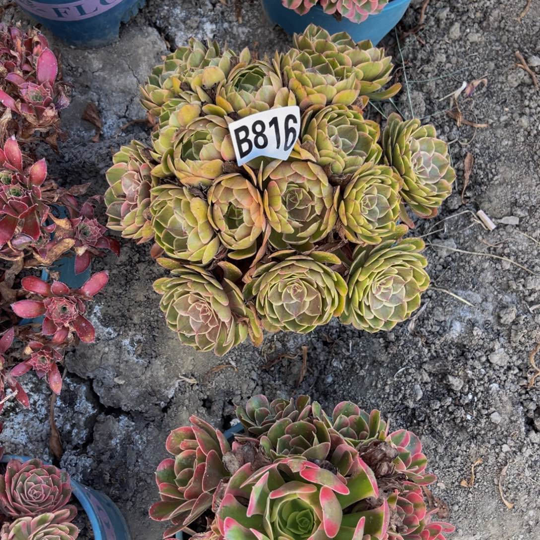 粉花妖28///15包邮