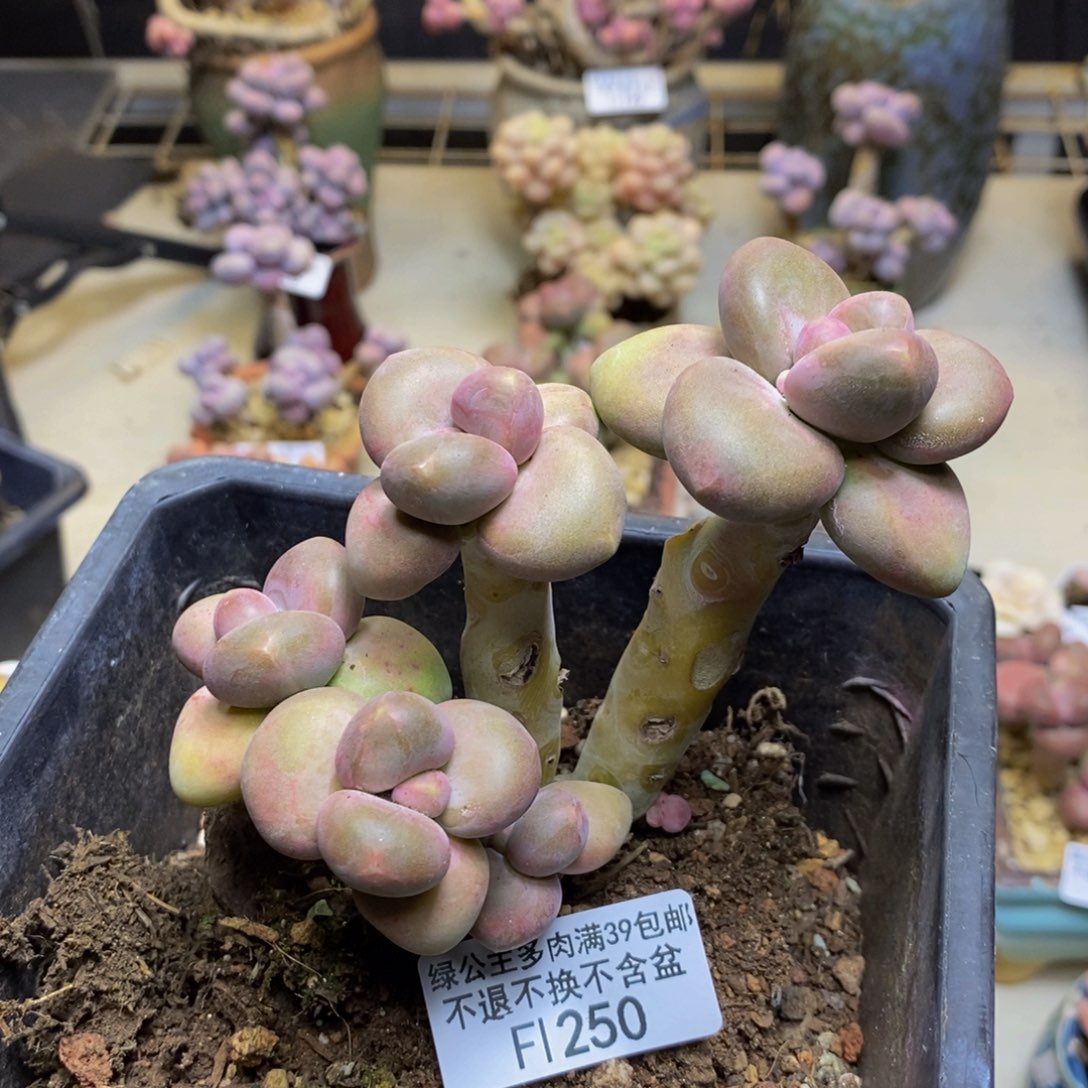 250芒果奶二代多肉7c m