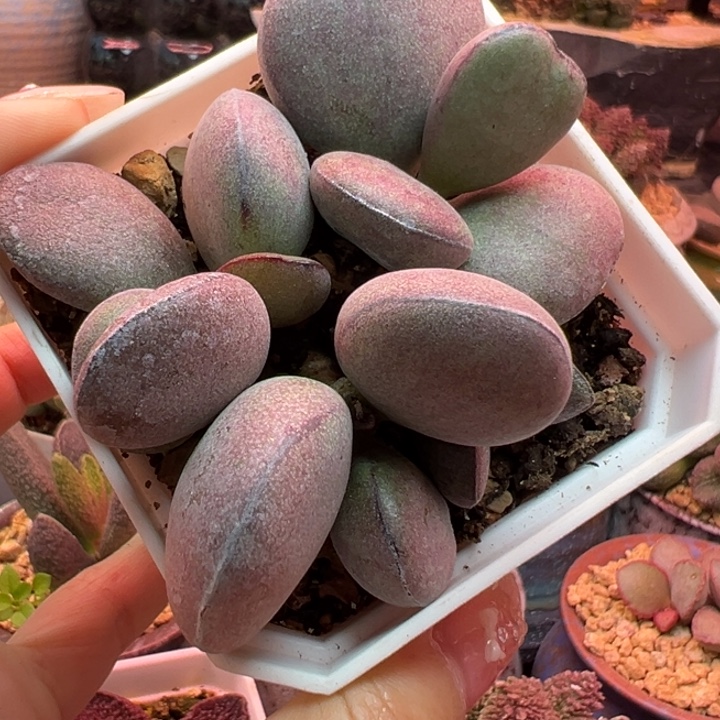 猴****          吉祥如意。  