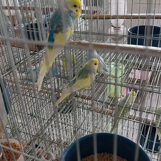 燕****ɞ巨蟹沸腾鱼HGV吧