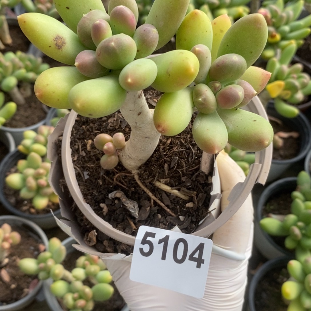 5104金蝉老桩一物一拍