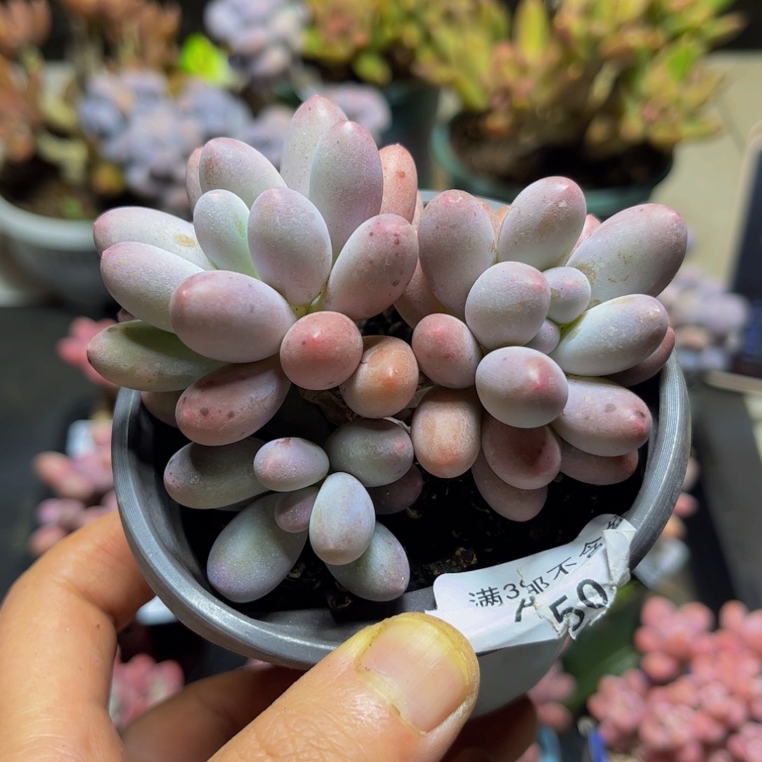 514汤圆奶酪9厘米多肉