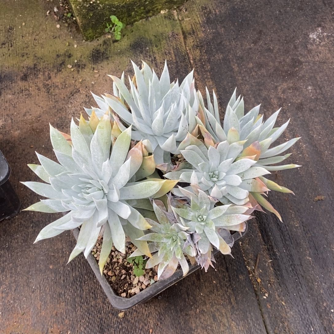 白衣多肉植物啦啦啦