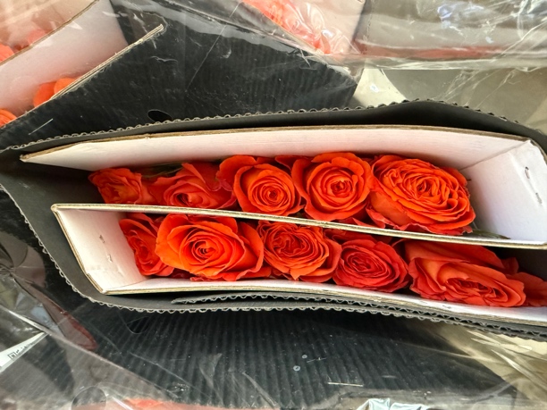 国王日玫瑰20支，10%不售后，仅山东可拍，任意两单京东包邮