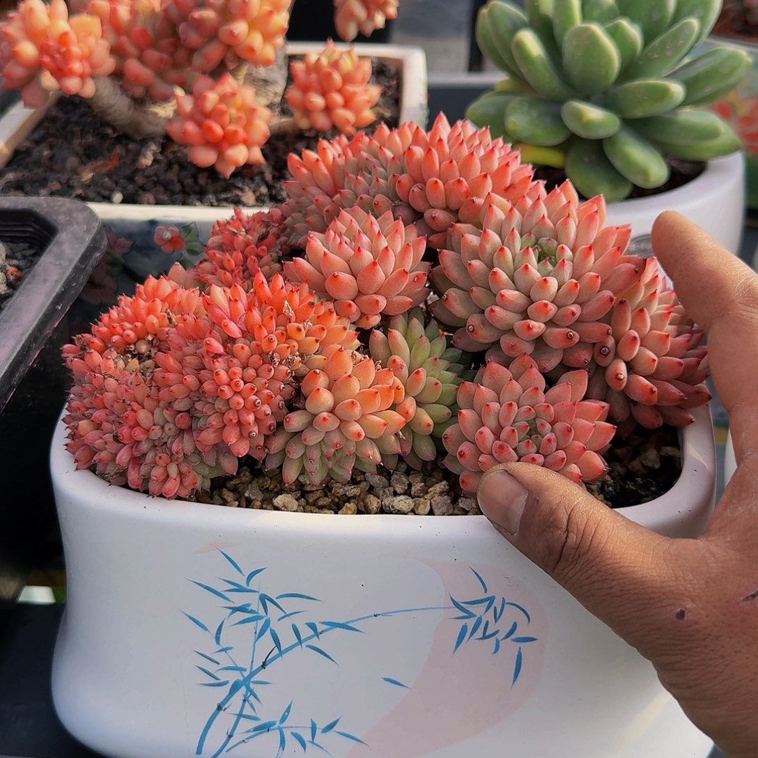 绿爪一颗竞拍价格