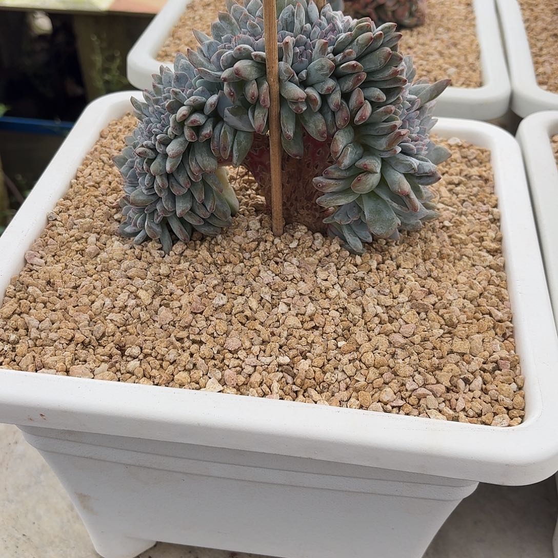 安***尼24.006星影树缀一个