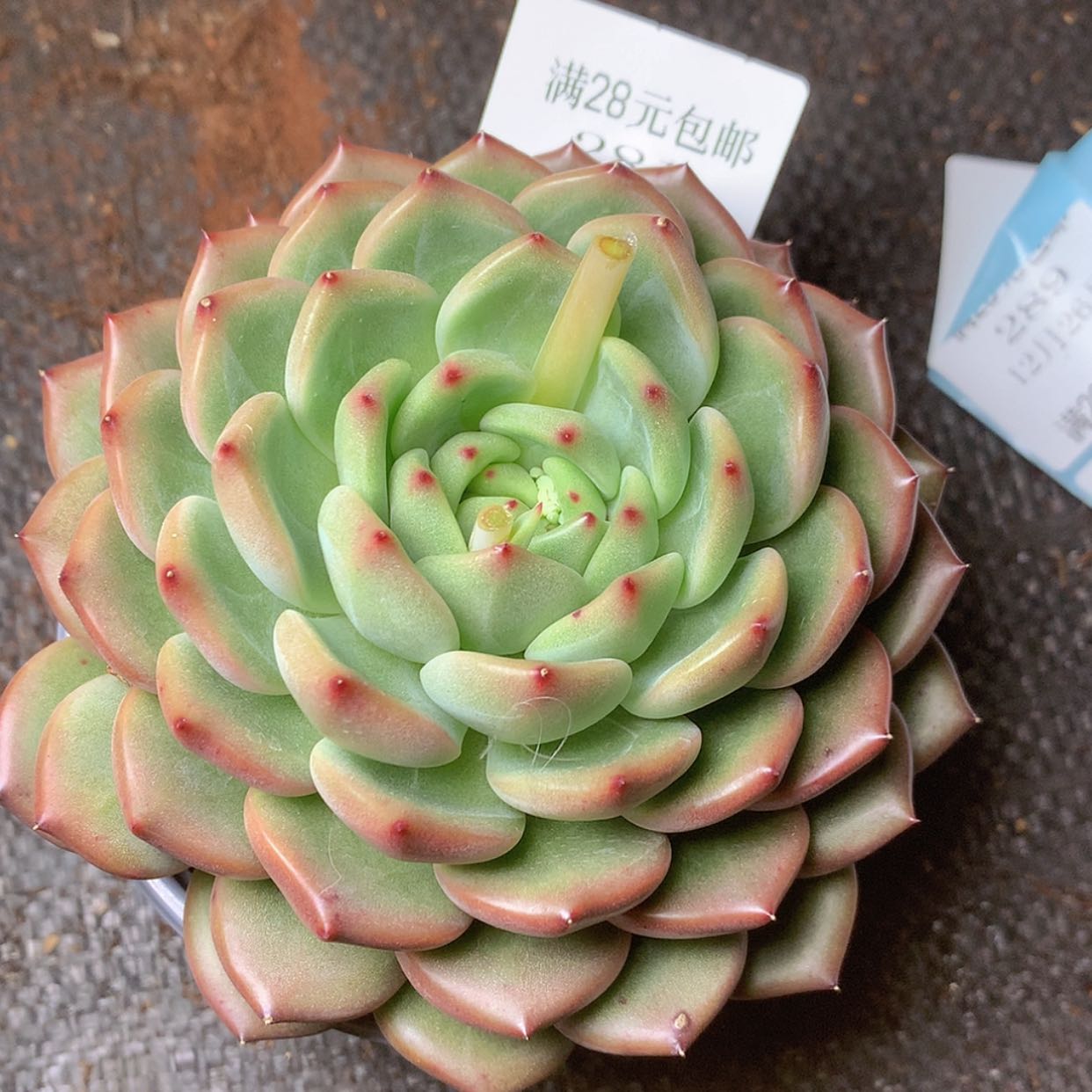 【闪购商品】云281号