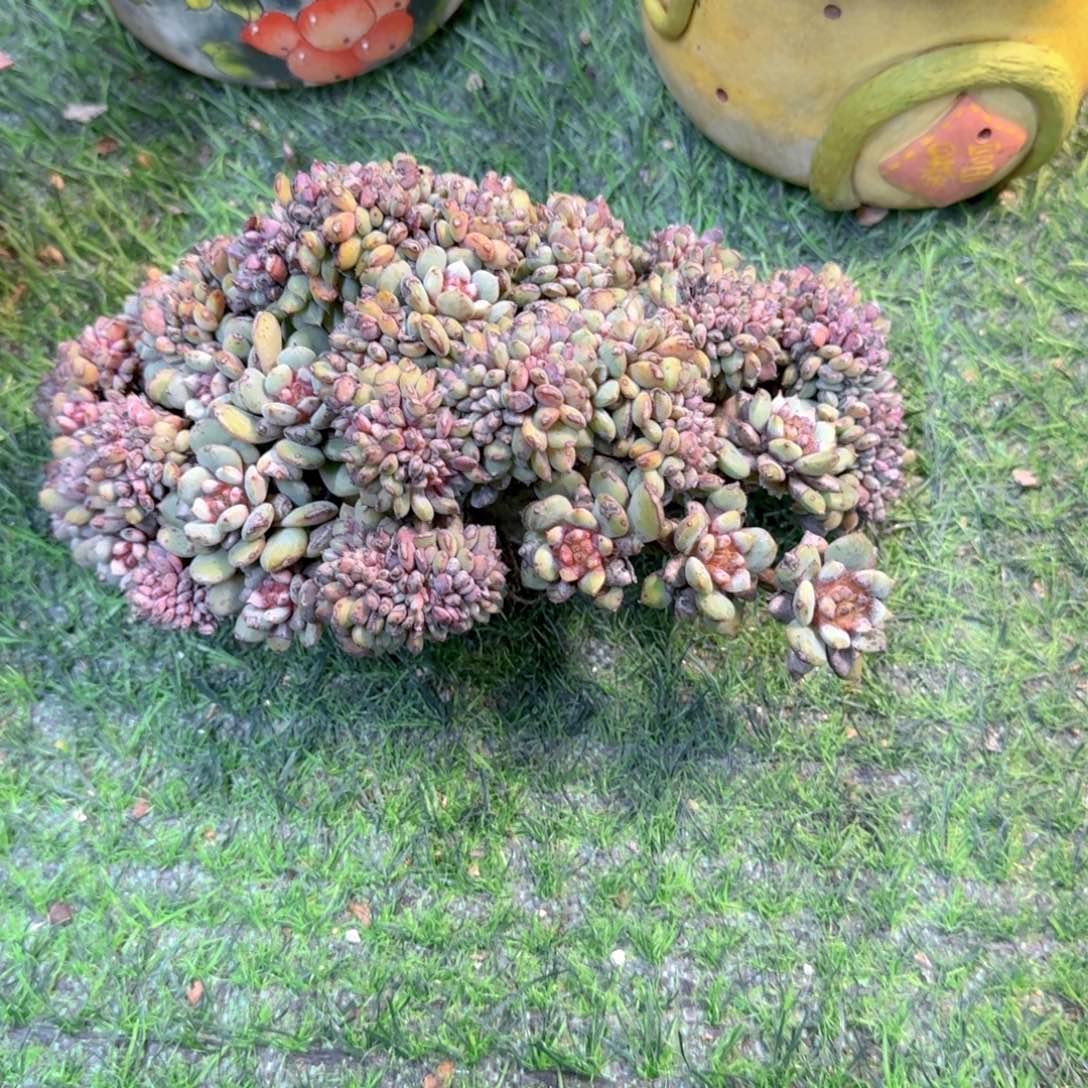 粉色朱丽丝Amanda姐拍