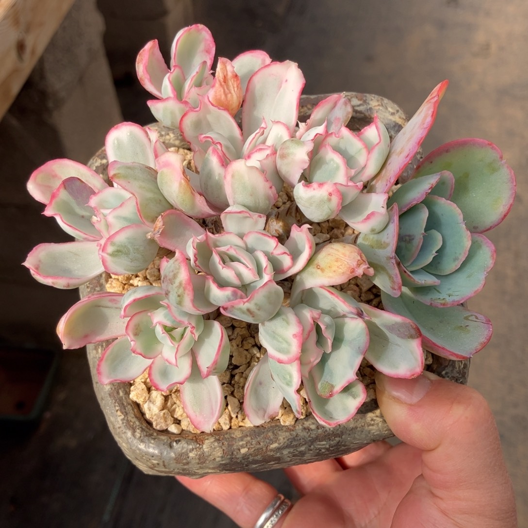 伯克利锦 一物一拍不支持退换