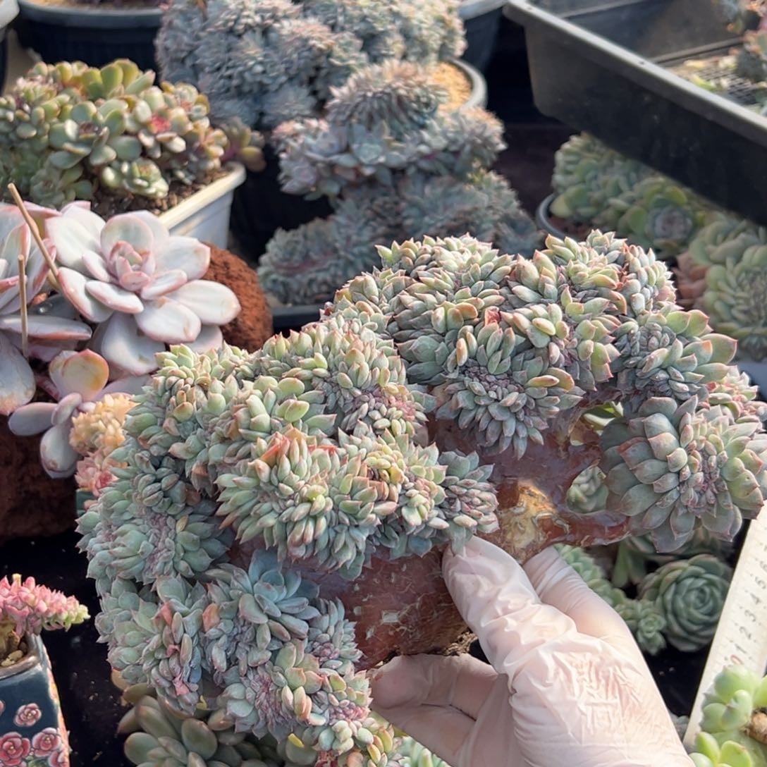 半价 新年快乐 新年快乐